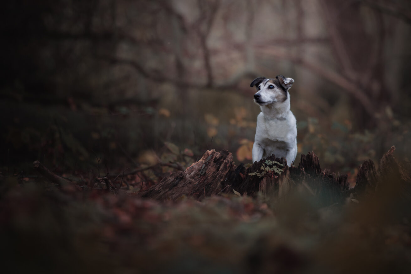 honden-foto-pix-fotografie-zeeland-7