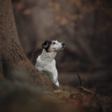 honden-foto-pix-fotografie-zeeland-8