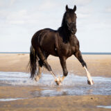 paarden-foto-pix-fotografie-zeeland-24