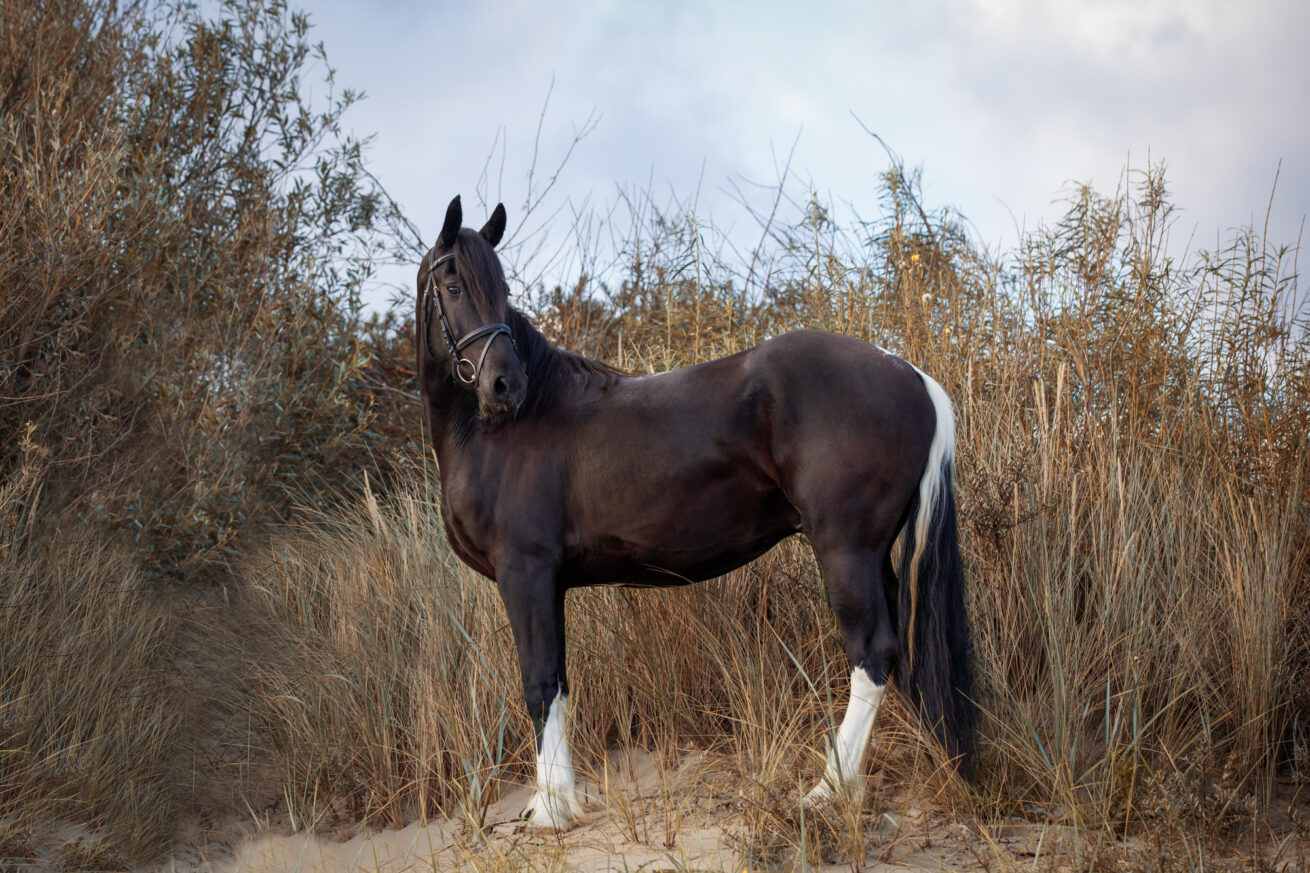 paarden-foto-pix-fotografie-zeeland-25
